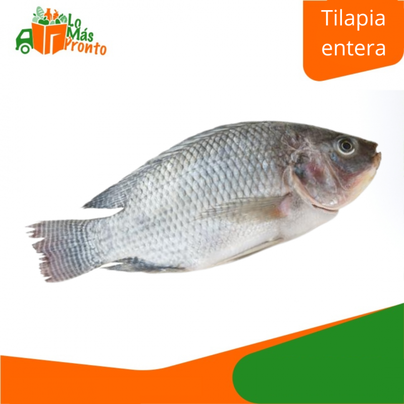 TILAPIA ENTERA